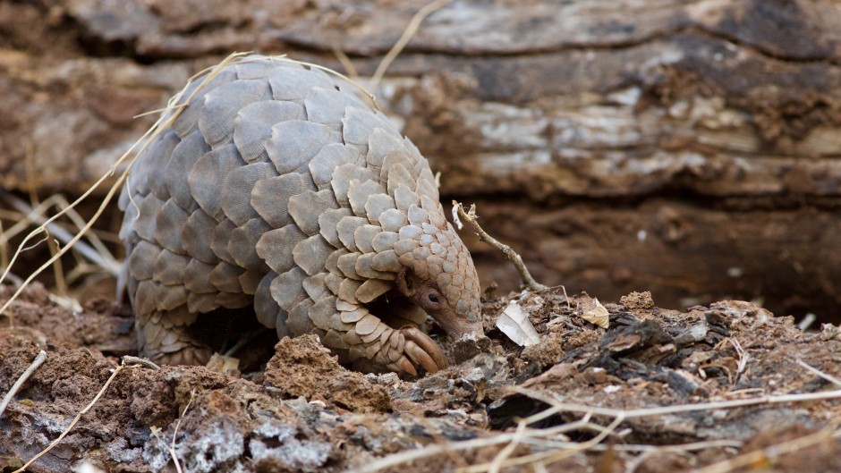 Research: sequencing the genome of the scaly anteater