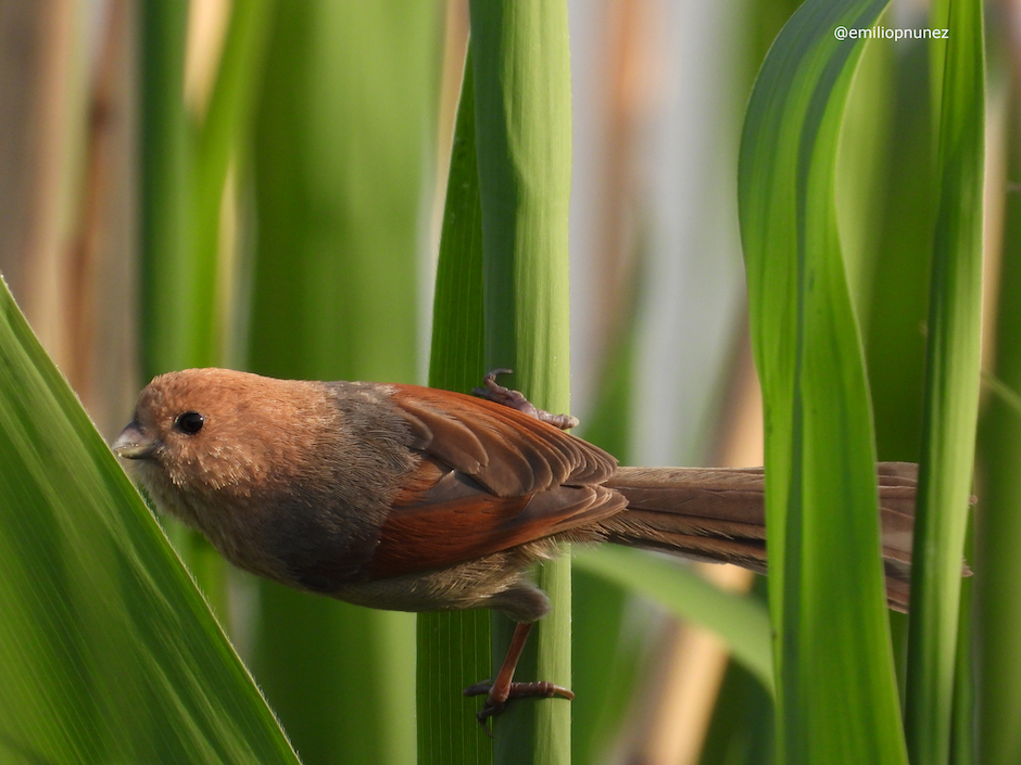 The shape of things to come: Hainan’s birds are changing because of us