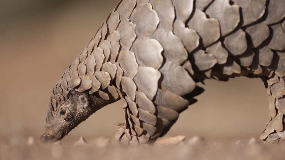 Research: sequencing the genome of the scaly anteater | October | Xi'an
