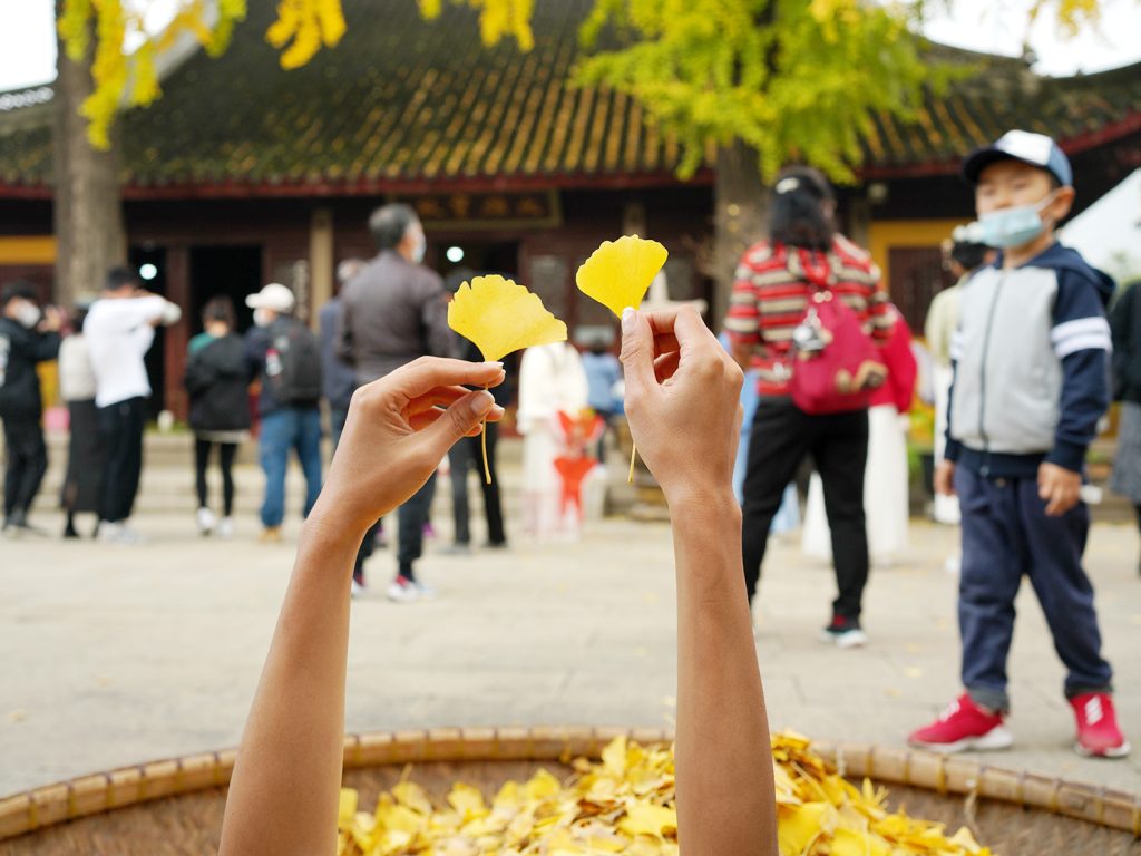 Ginkgo inspires community gardening, meditation performance