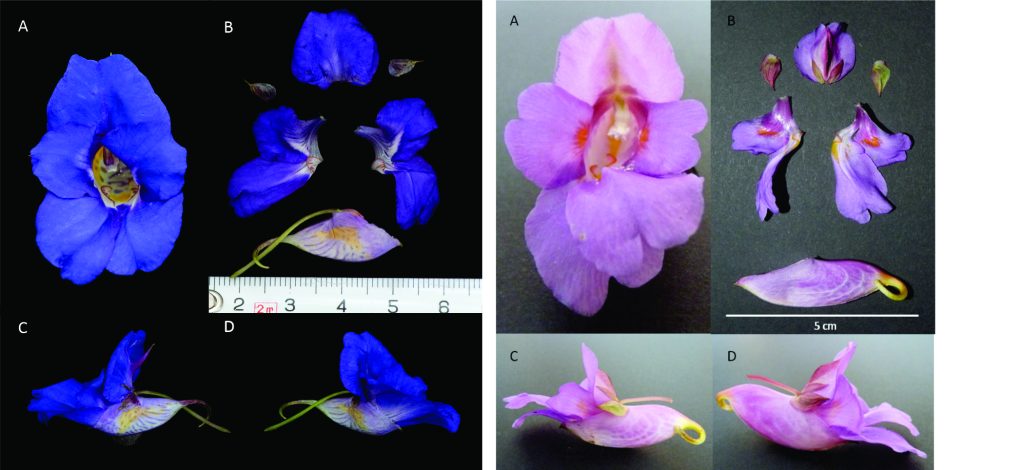 Two Impatiens plants from diiferent angles