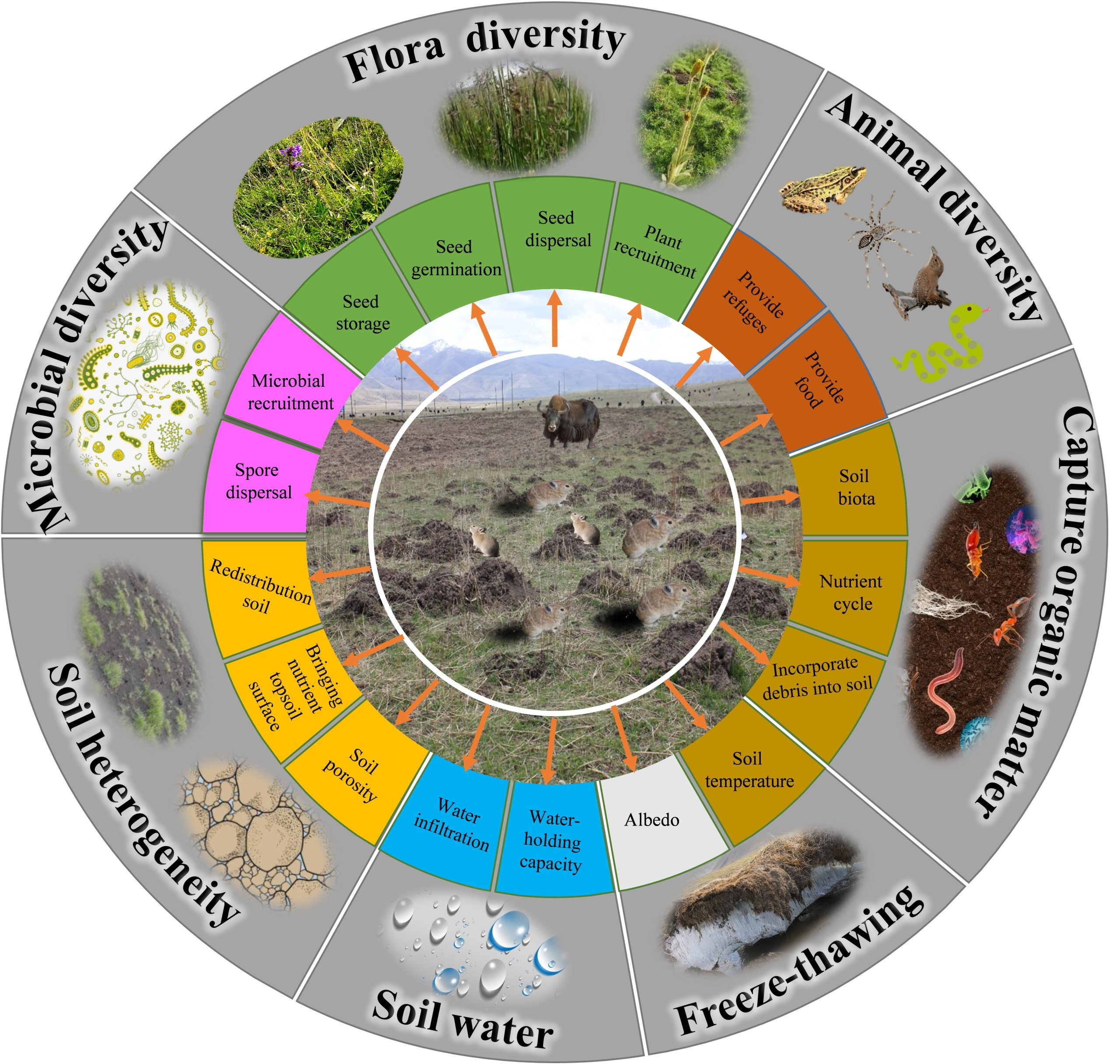 The ecological functions of small burrowing mammals in grasslands: The arrows indicate the positive impacts of small burrowing mammals on plant, animal, microbial and soil processes 