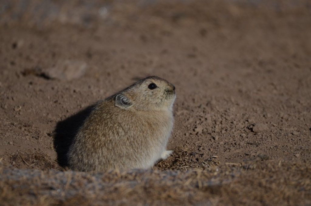 A plateau pika