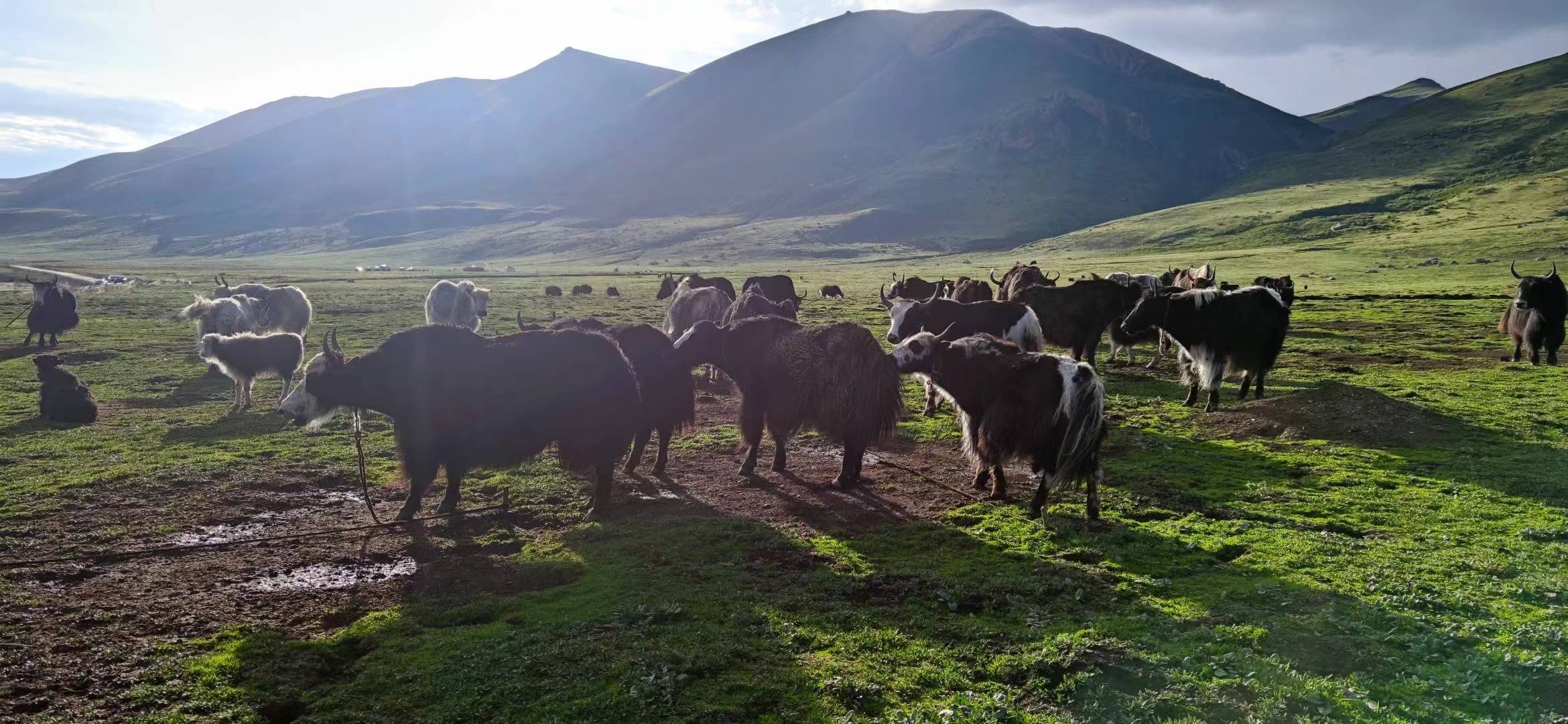Yaks grazing on Qinghai-Tibetan Plateau