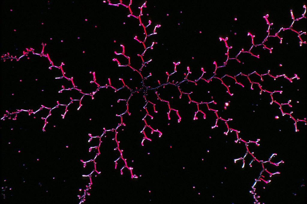 Crystals of the chemotherapy drug - cisplatin