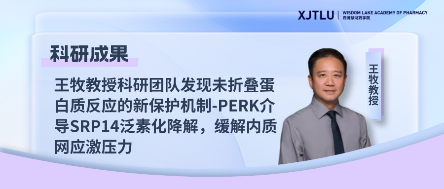 科研成果|王牧教授科研团队发现未折叠蛋白质反应的新保护机制-PERK介导SRP14泛素化降解,缓解内质网应激压力