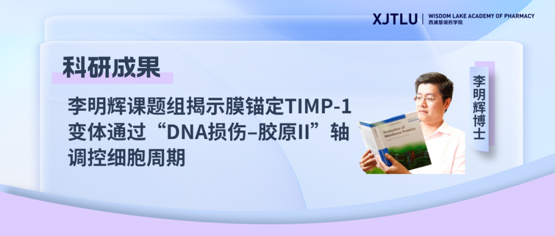 李明辉课题组揭示膜锚定TIMP-1变体通过“DNA损伤–胶原II”轴调控细胞周期,助力头颈鳞癌精准治疗