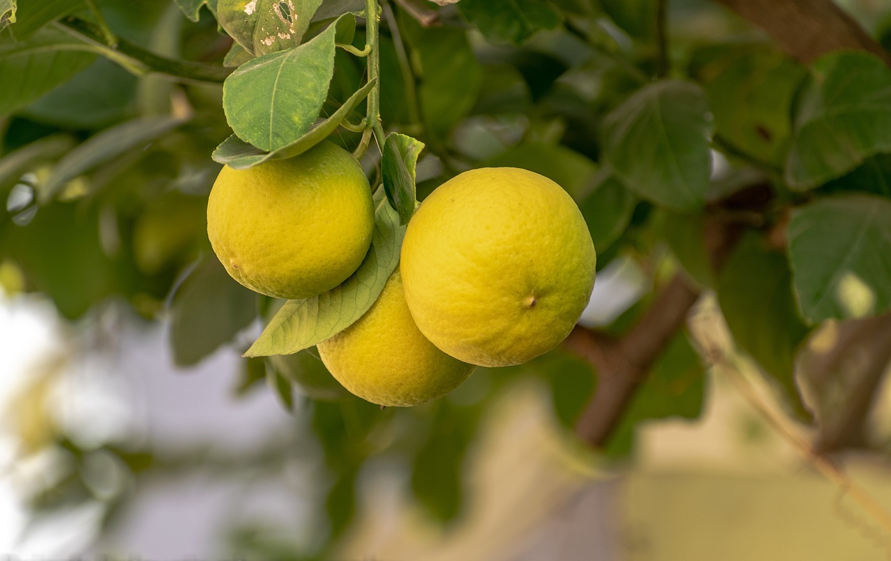 Lemon Juice: A Catalyst for Sustainable Chemistry