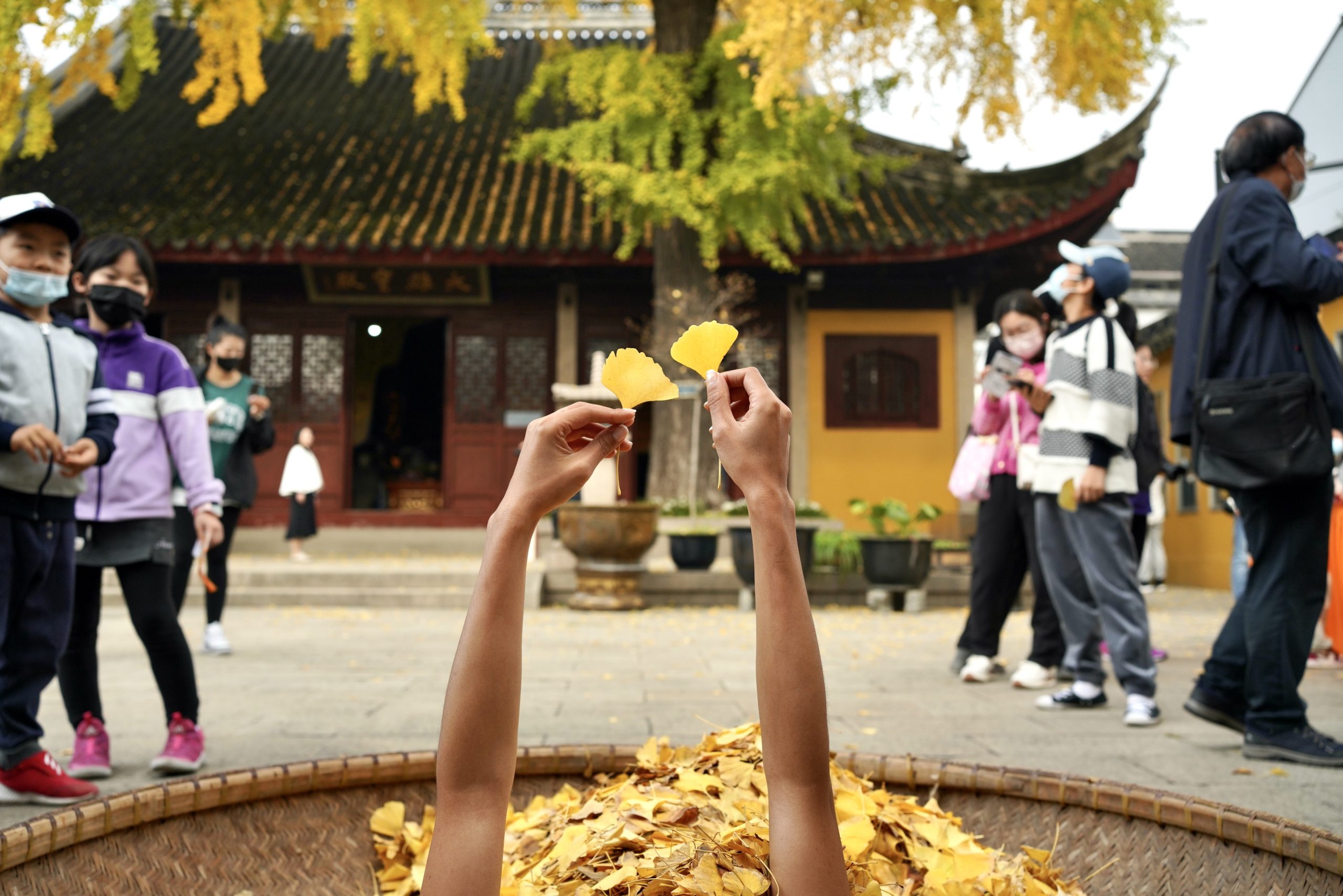 Golden Ginkgo: Symbol of my home