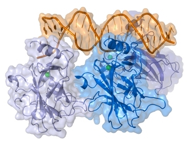 Engineered DNA ‘warhead’ targets a common cancer mutation