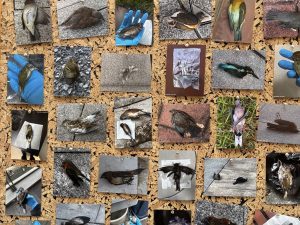 Health and Environmental Sciences leads in bird collision prevention efforts