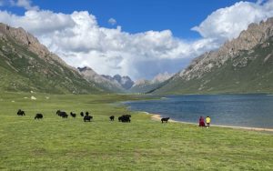 XJTLU researchers uncover link between pikas and plateau soil erosion