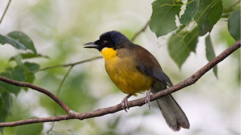 聚焦野生动物犯罪量刑体系 西浦联合研究成果登Science杂志