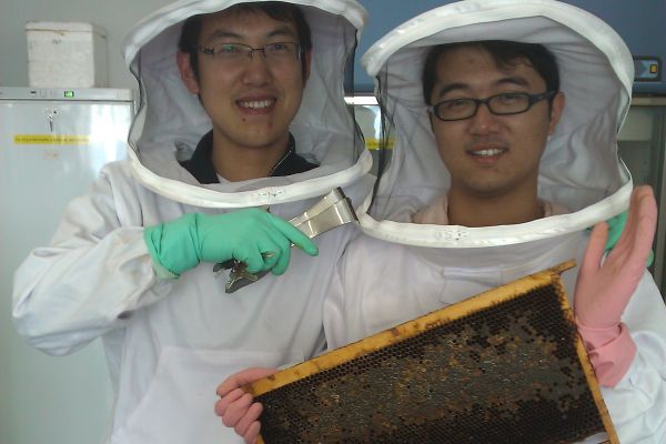 西浦科研团队发现蜜蜂种群死亡治疗方法
