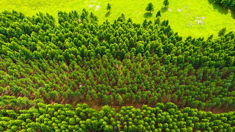 Study finds secondary forests can be as species-rich as mature forests