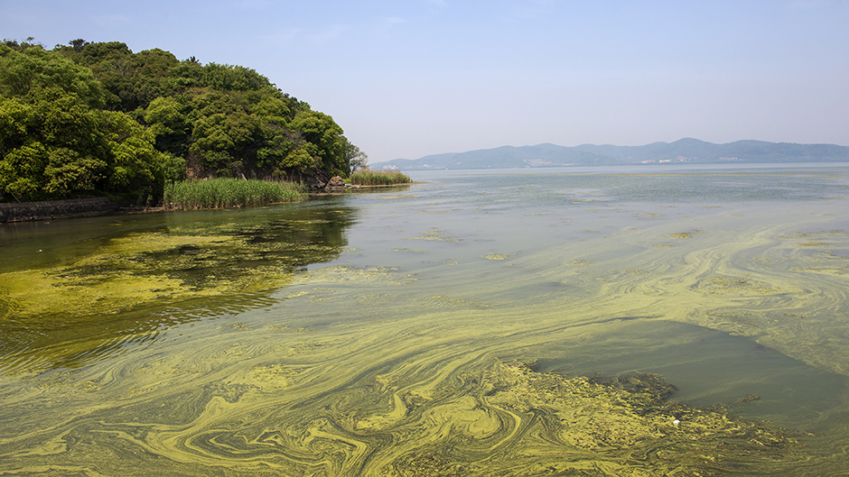 Why copper is a key consideration in conserving Lake Taihu