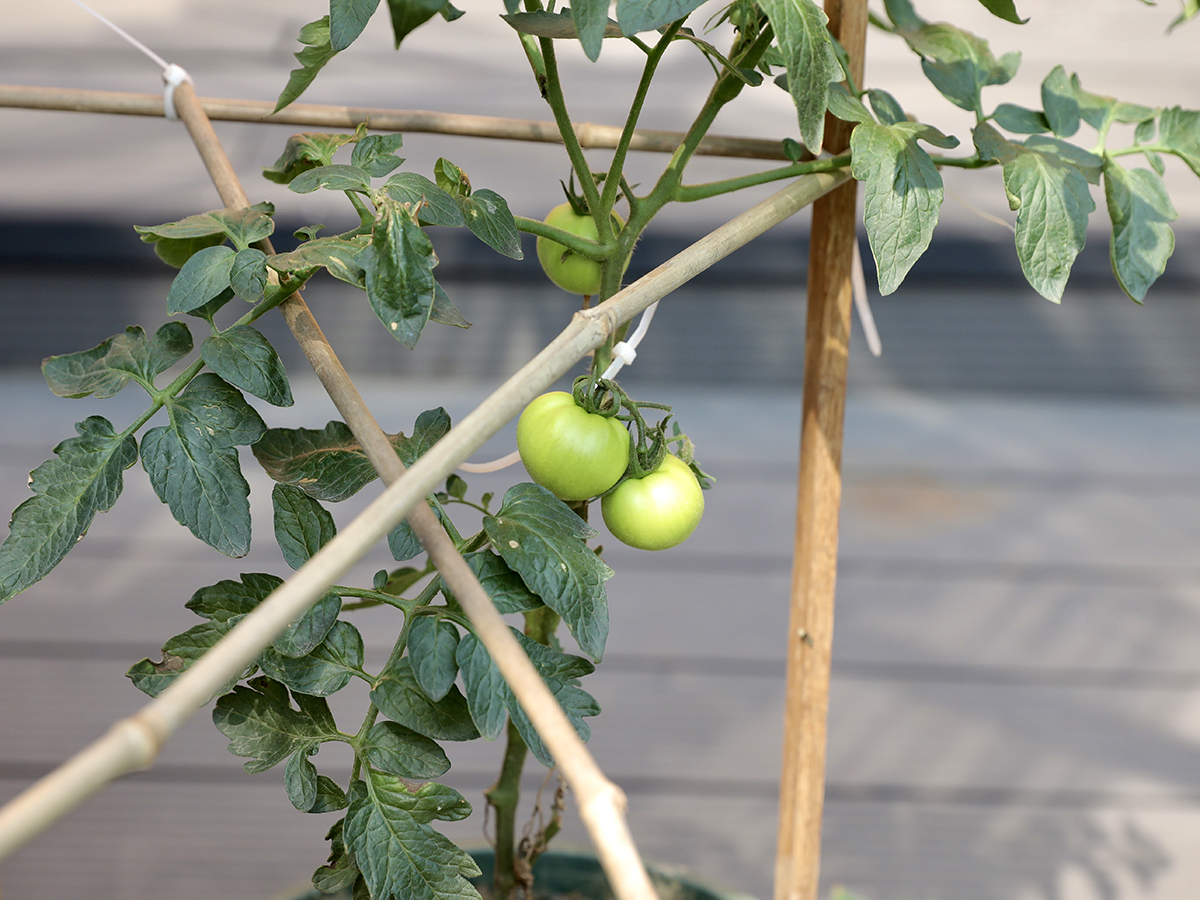 Urban guerrilla garden on Design Building terrace