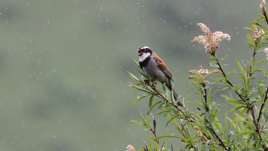 Biodiversity: Land use with Dr Li Li