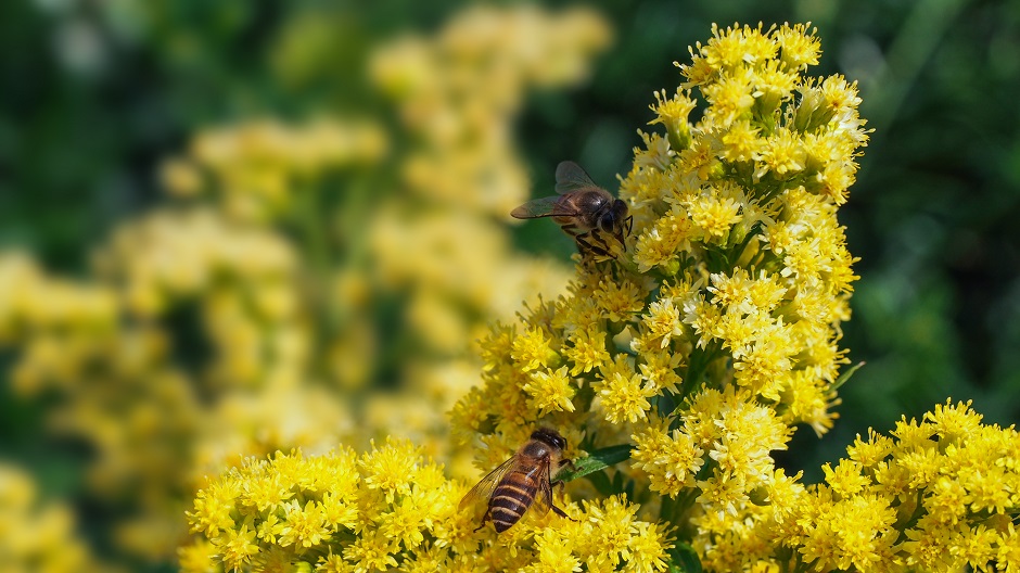 一枝黄花蜂蜜背后：网络虚假信息加剧物种入侵