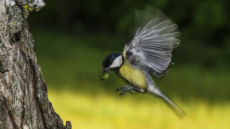 Biodiversity: Birds with Dr Emilio Pagani-Núñez