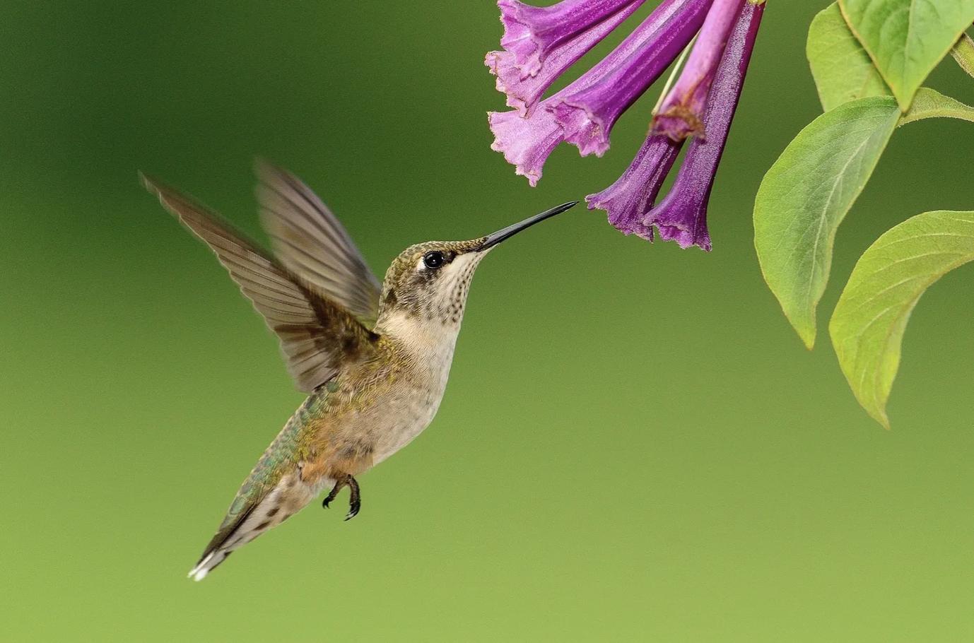 Switching it up: Why some plants prefer hummingbirds, not bees