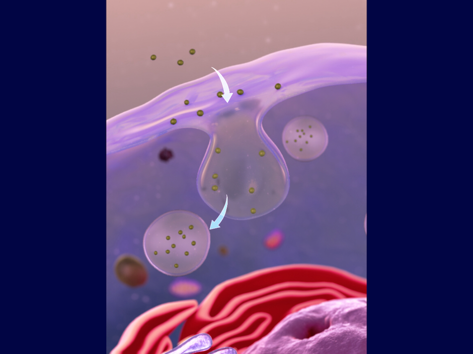 Scientists identify ‘bottleneck’ in drug delivery pathways in stem cells