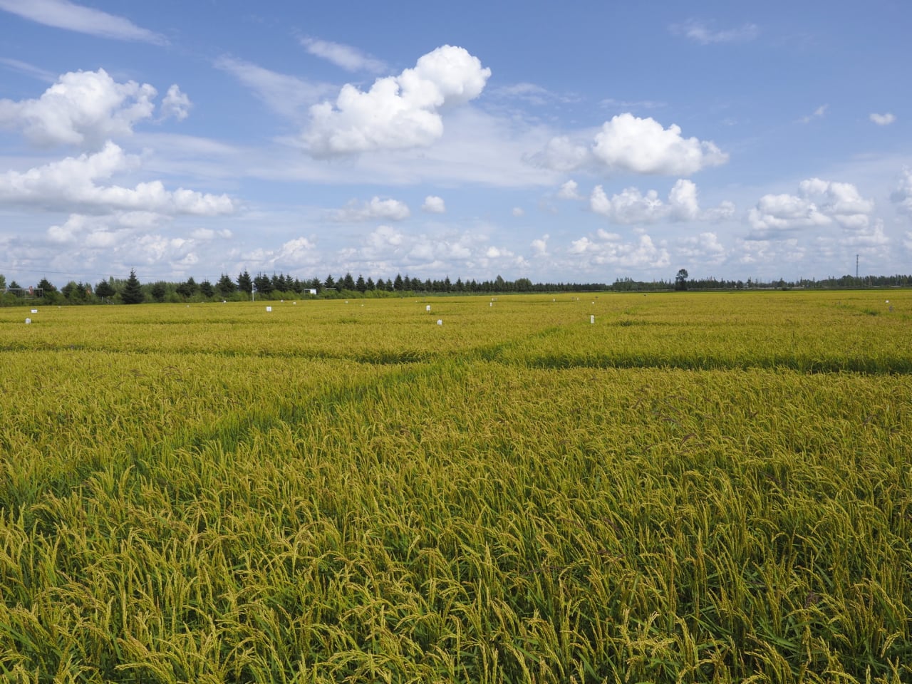 西浦学者最新研究彰显中国粮食系统的可持续发展潜能