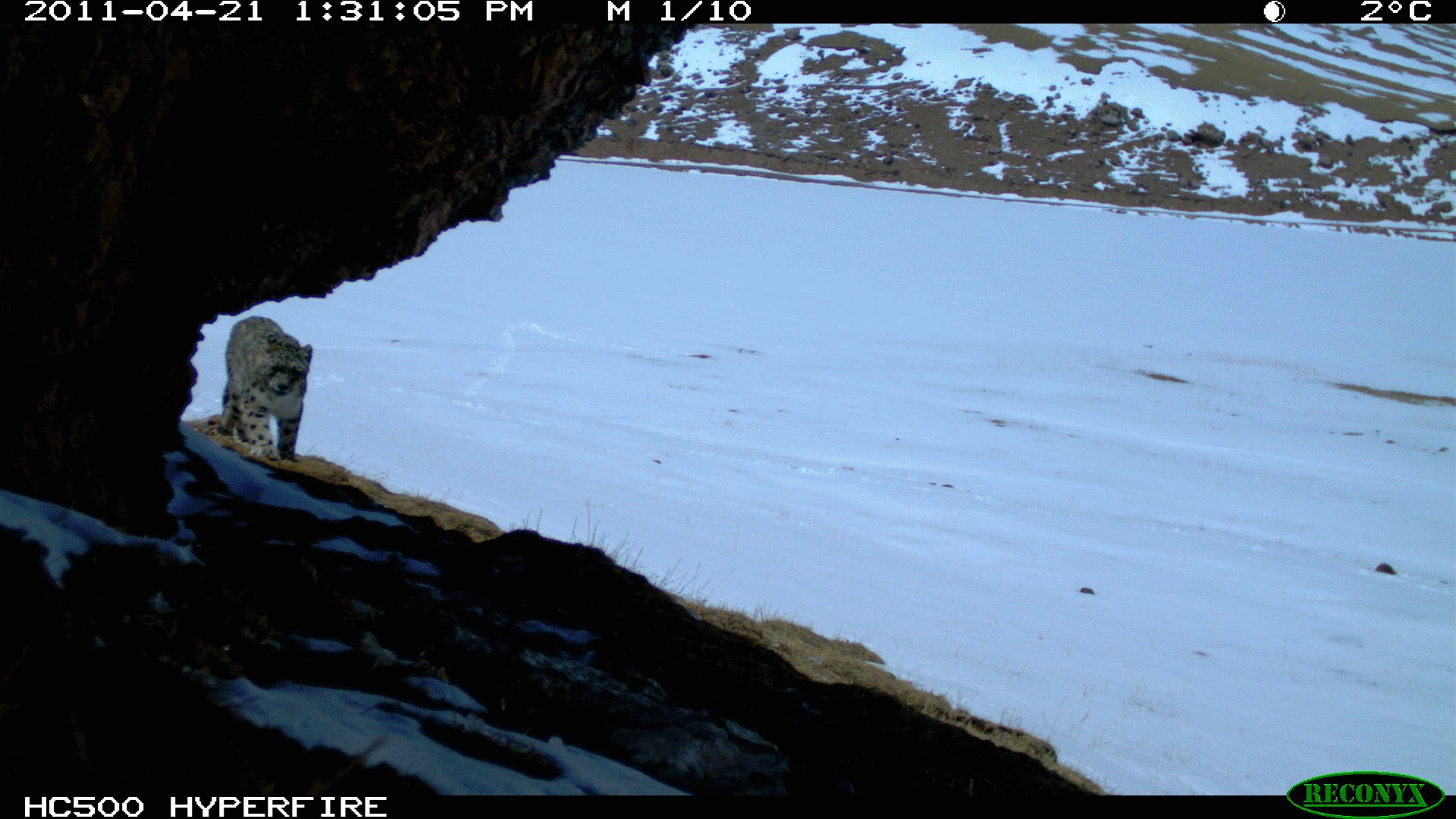 Snow leopard on edge of cliff