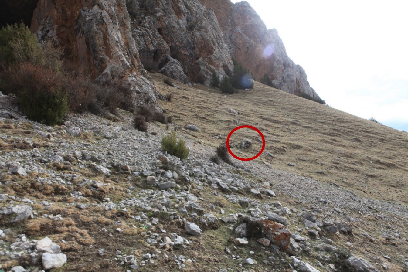 Snow leopard spotted in the distance